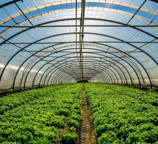 Almost €440,000 issued under horticulture investment scheme