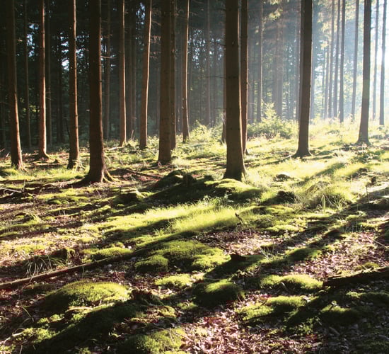 'Single largest private forestry transaction in Irish history' completed