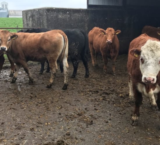 What heat detection aids are out there to use on my suckler herd?