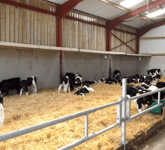 Health and calf rearing a major focus of DairyBEEF2019