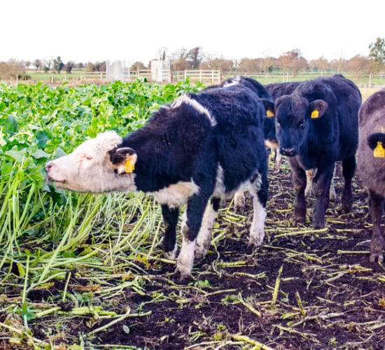 How can I get the best results from a crop of kale this year?
