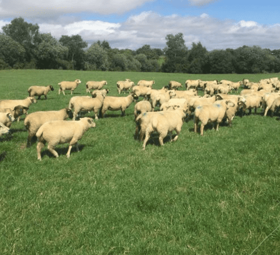 SheepNet visits Ireland: What's the benefit?