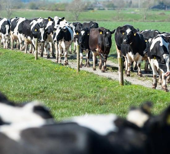 'Farming for a new decade': Dairy programme launched