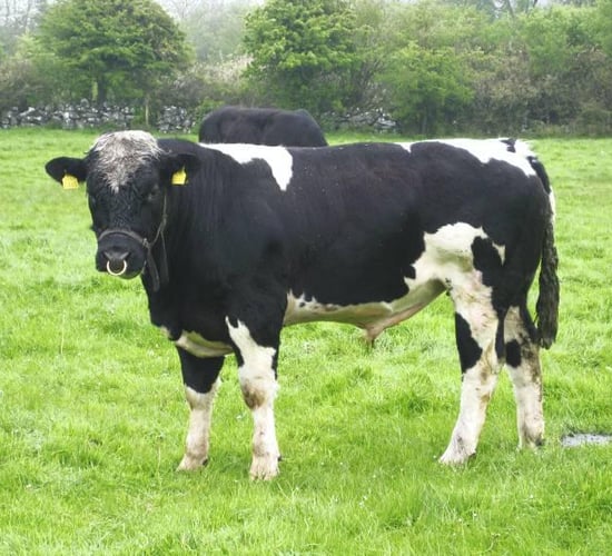 'Vasectomised bulls make picking up heifers a piece of cake'