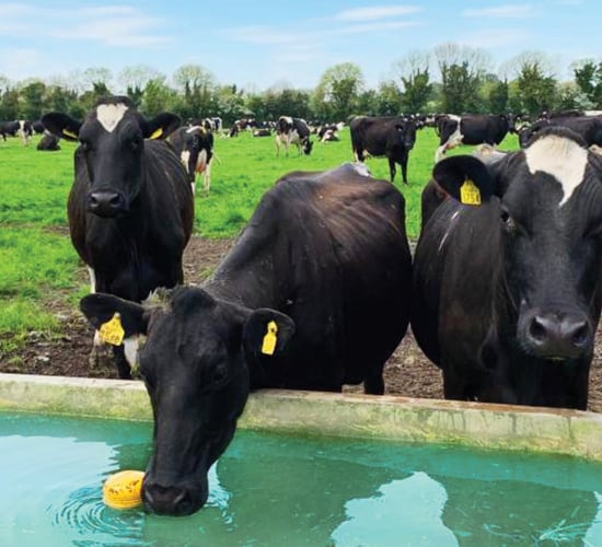 Kildare company launches world's first automated mineral dosing system