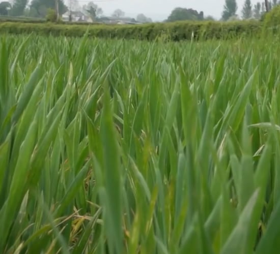 CROPS WATCH: Replacing fungicides with nutrition on winter wheat
