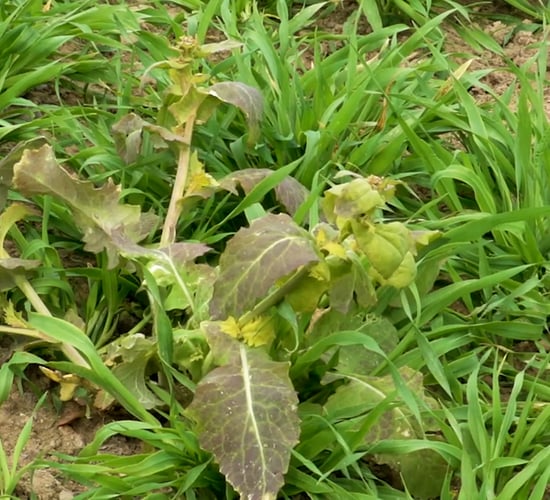 CROPS WATCH: Disease present in spring barley…T1 due