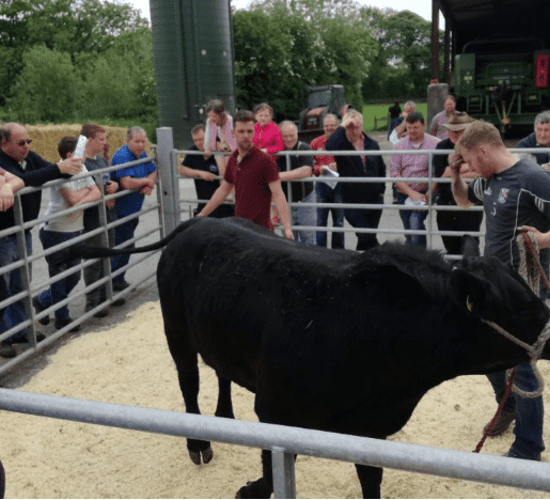 28 pedigree Aberdeen Angus stock bulls to go under the hammer this weekend