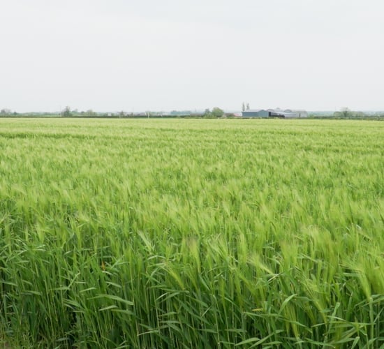 CROPS WATCH: BYDV a concern in winter barley