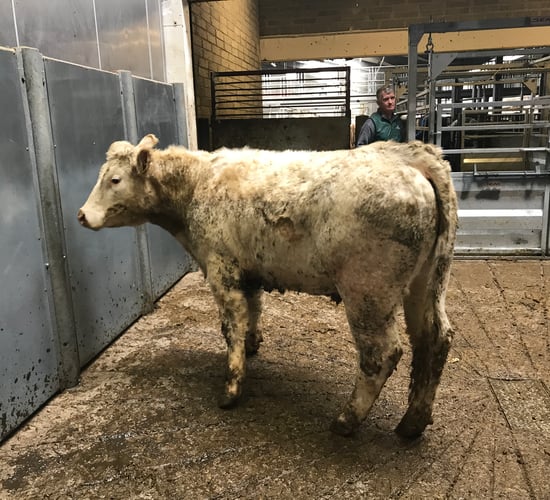 Kilkenny Mart: A steady trade with bullocks selling to €1,500/head