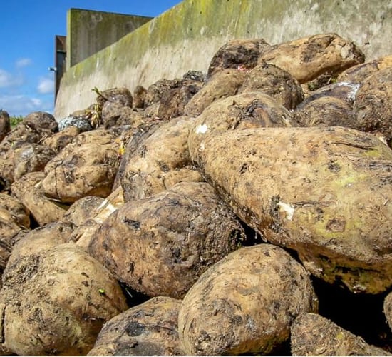 Beet Ireland 'postpones plans to revive the industry in Ireland'