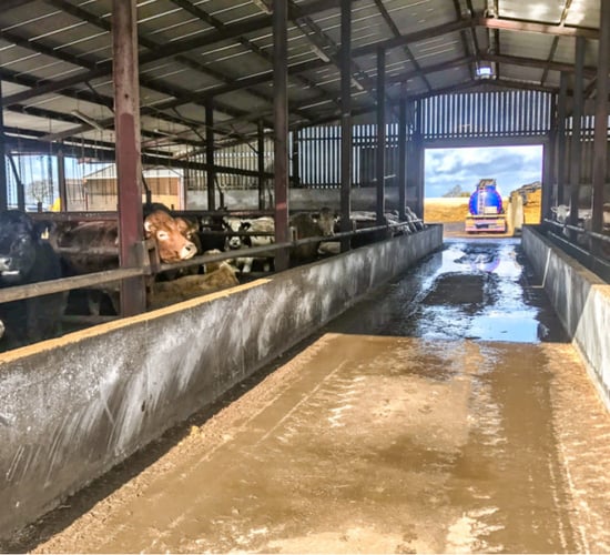 Department defined-feedlot kill up 7% so far this year