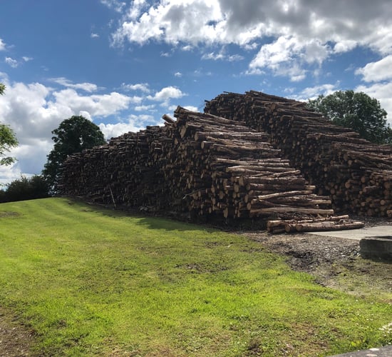 Forestry is 'racketeering' at the moment - Mayo councillor
