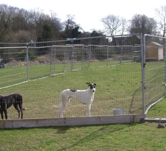 Department expresses 'deep concern' at issues highlighted in greyhound sector