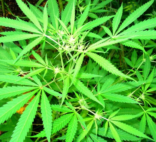 Hemp production programme established in the US