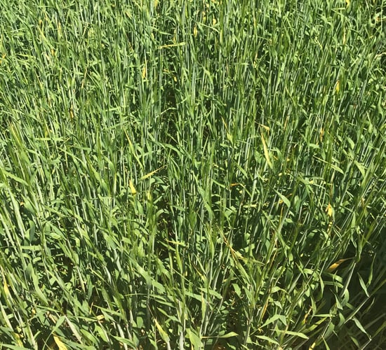 Get the sprayer out for fungicides...not BYDV