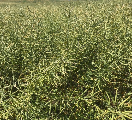 Growers should check for disease levels in rape and cereal crops