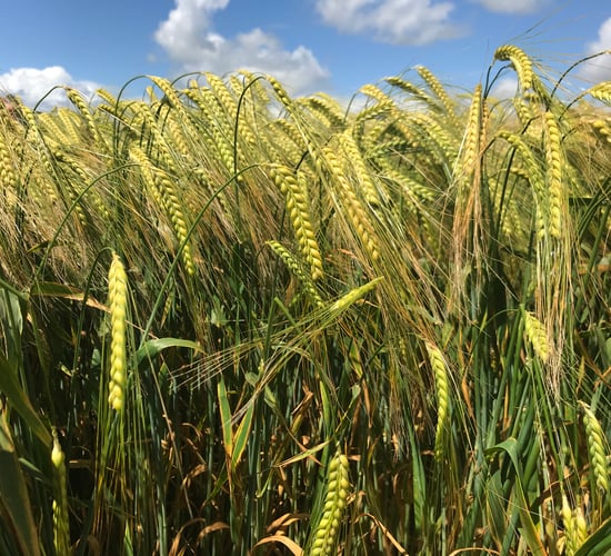 Winter barley hits record area - 80,000ha; but challenges lie ahead