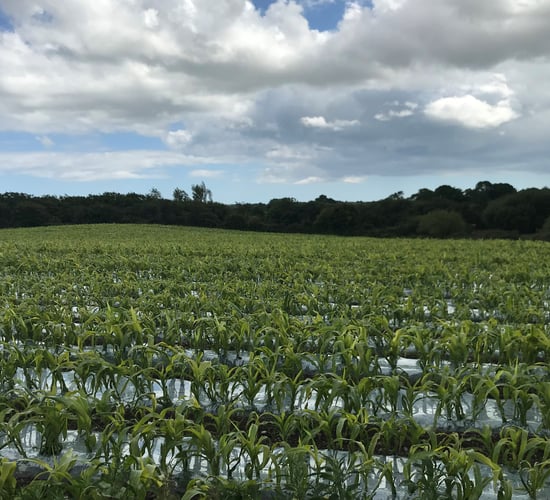 Maize planted in 22 counties; heat will help stressed crops
