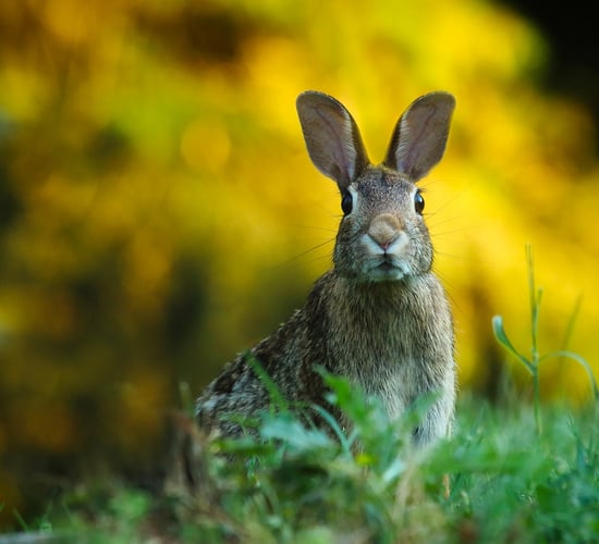 €47m allocated to NPWS in Budget 2022