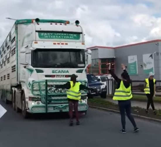 Video: Activists target factory-bound load of pigs in Tipperary