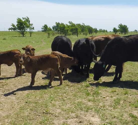 Beef focus: A feed bill of $10,000/month to deal with a 20-month drought in the US
