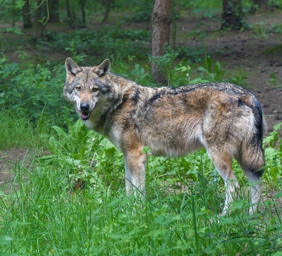 Bern Convention votes in favour of amending wolf status