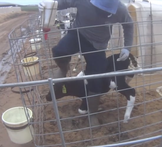 Fair Oaks Farms takes action following emergence of calf abuse video