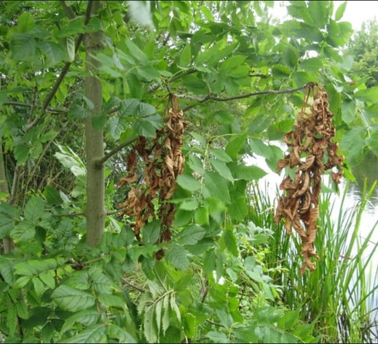 Licences and ash dieback to be discussed by Oireachtas
