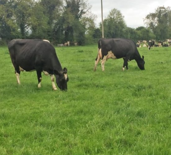 Have you cows not showing signs of heat? If so, get them checked out