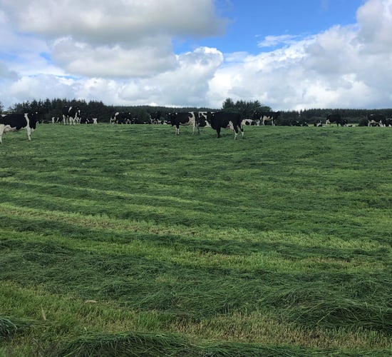Pre-mowing: The preferred option on a lot of farms this year