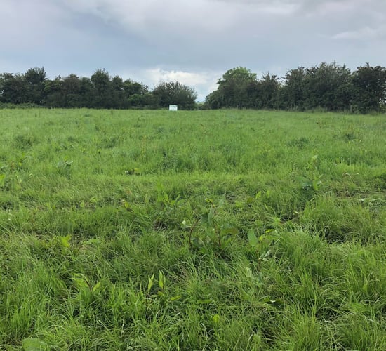 Topping and spraying: Mid-summer weed control is needed
