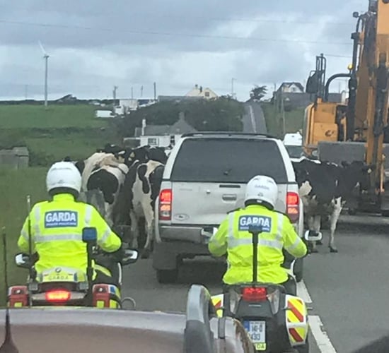 Cows get 'presidential' treatment with Garda 'escort'