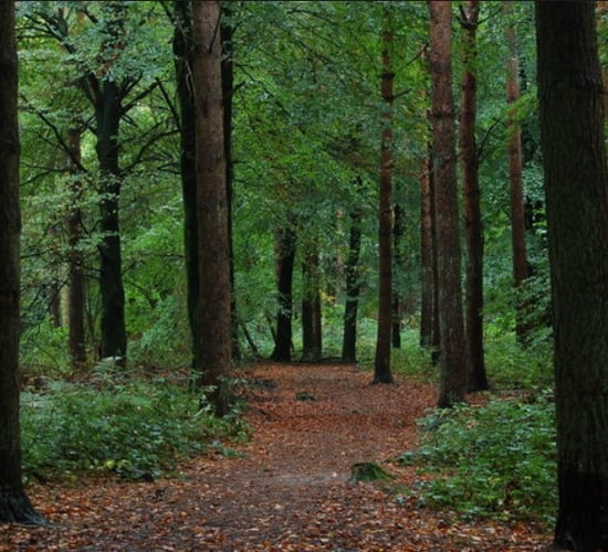 Timber problems 'could be jeopardising broadleaf and biodiversity planting'