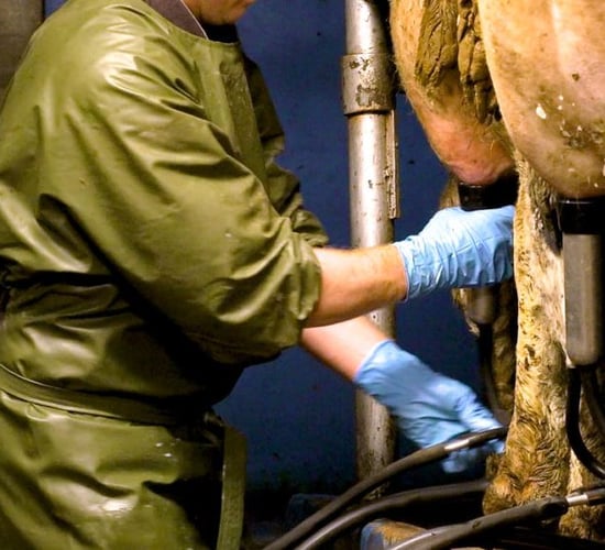 OAD milking in early lactation