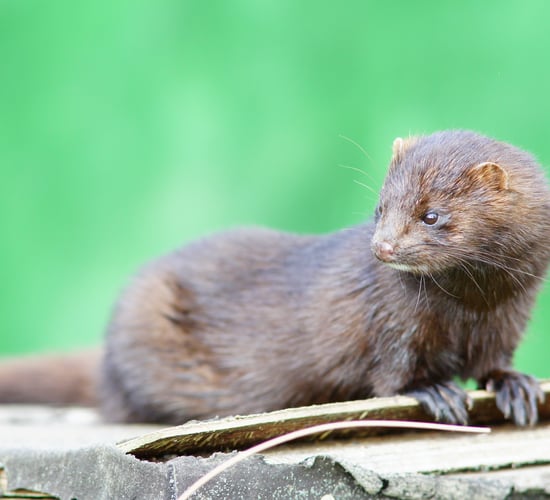 Denmark to cull all mink due to coronavirus mutation