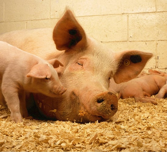 Counting the cost of ileitis in pigs