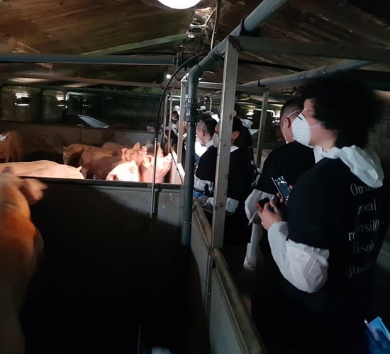 Advice issued on preparing for activist activity on farms