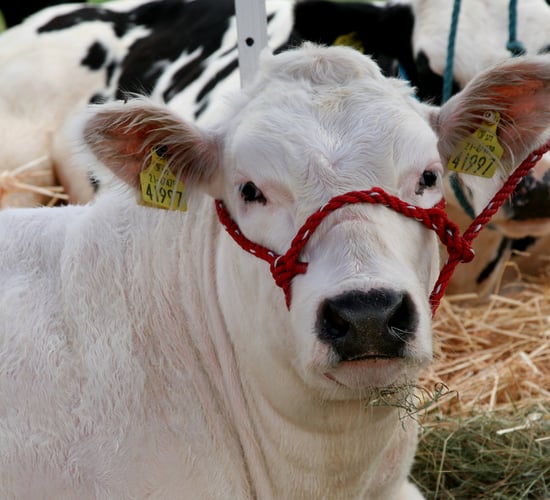Tinahely Show captures 'essence of rural Ireland'