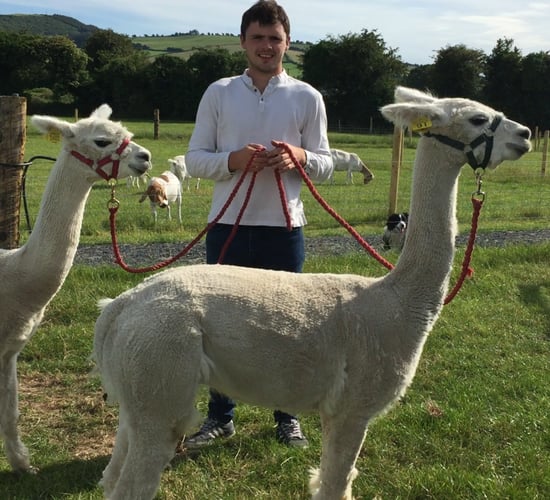 'We converted from a beef-finishing system to an open farm'