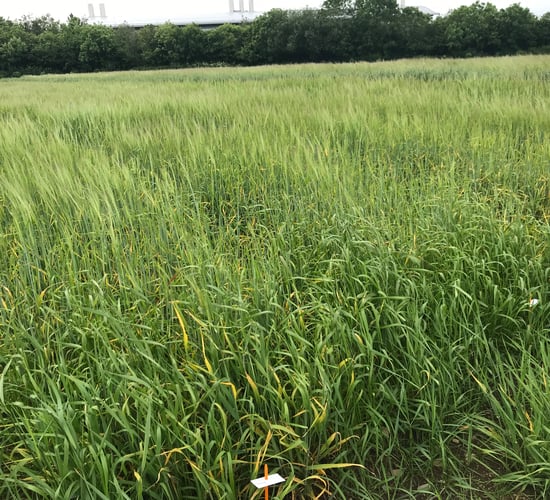 What to look out for when selecting a spring barley variety in 2025