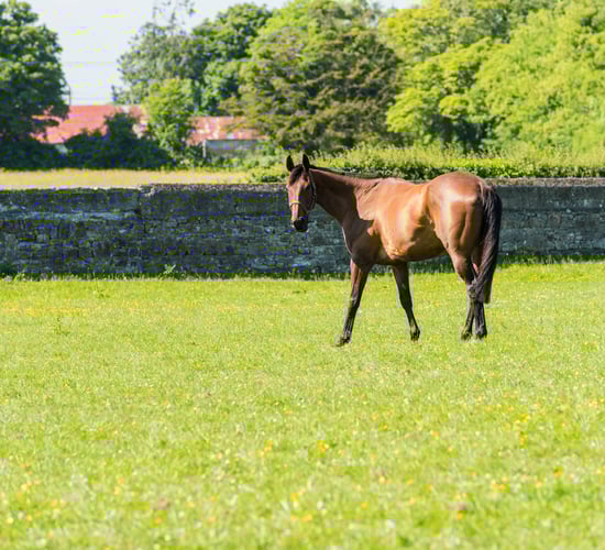 Point-to-point racing to resume on April 10