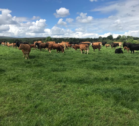 Beef focus: Doing the simple things right in Co. Laois