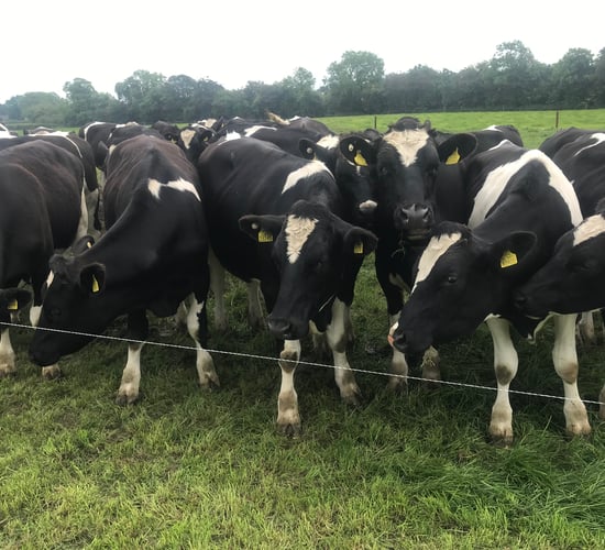 Contract rearing male dairy calves... with a twist