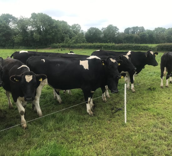 How is the Grange dairy calf-to-beef herd performing?