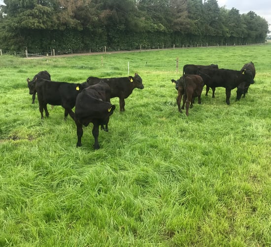 Beef-bull selection for dairy cows in 2023