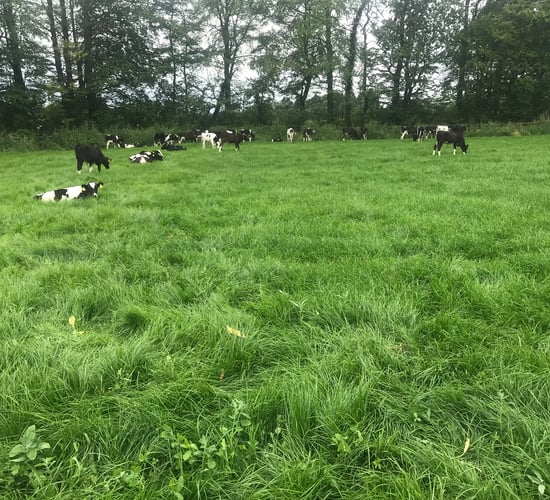 Avoiding issues when turning calves out to grass