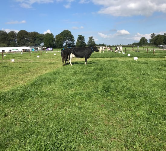 Moorepark '19: 'If you don't measure it, you can't improve it'