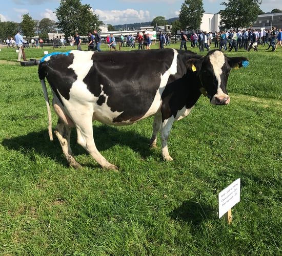 Moorepark '19: What are the results from recent sexed semen research?