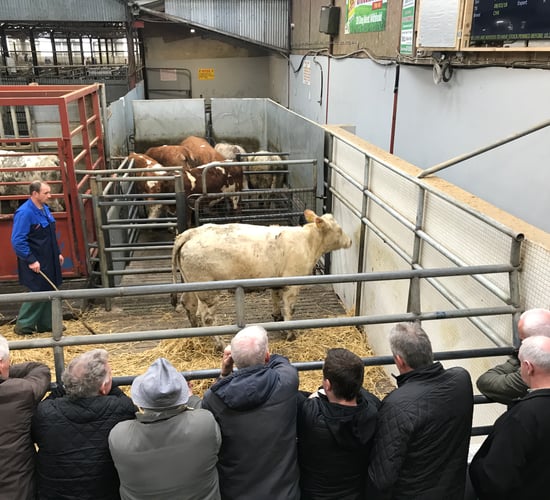 Mart trade: Silage and haymaking duties take priority